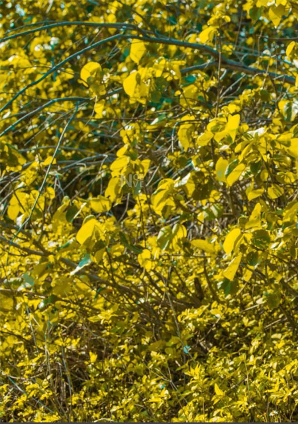 Whoseman-4-明星教練男丁格爾-芬達-全裸非全見寫真書